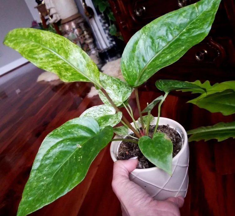 Anthurium Variegated Renaissance 15 Tall