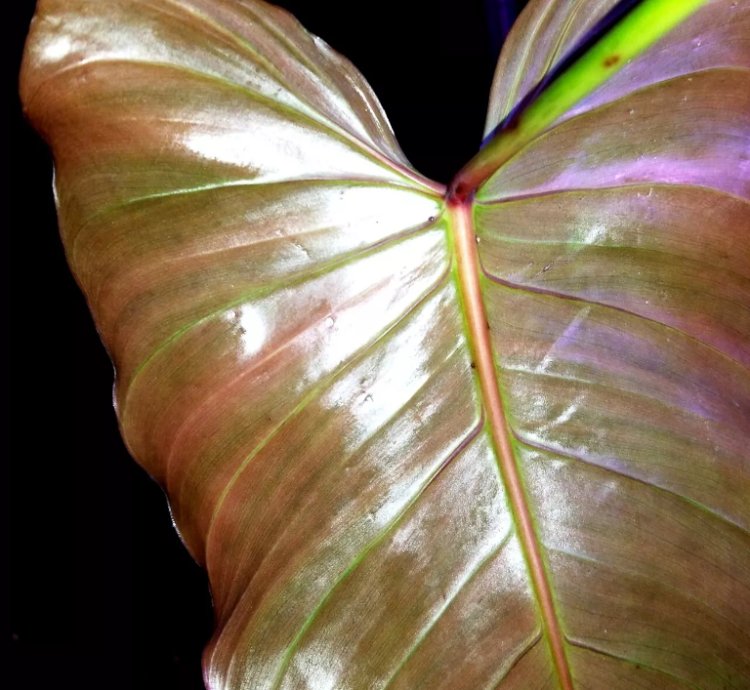 Philodendron Alatiundulatum X Spiritu Sancti 25 Wide
