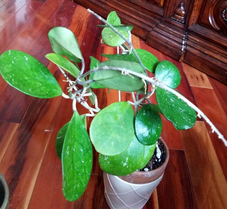 Hoya Obovata Pink splash 21 Tall Not Monstera Anthurium Philodendron