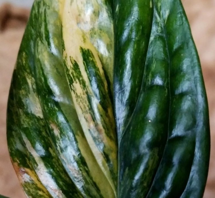 Monstera Karstenianum Peru Orange Variegated 10 Tall