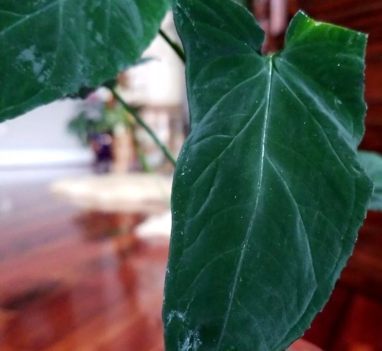 Syngonium Rayii Dark Velvet 36 Long Vine Aroid not Philodendron Monstera