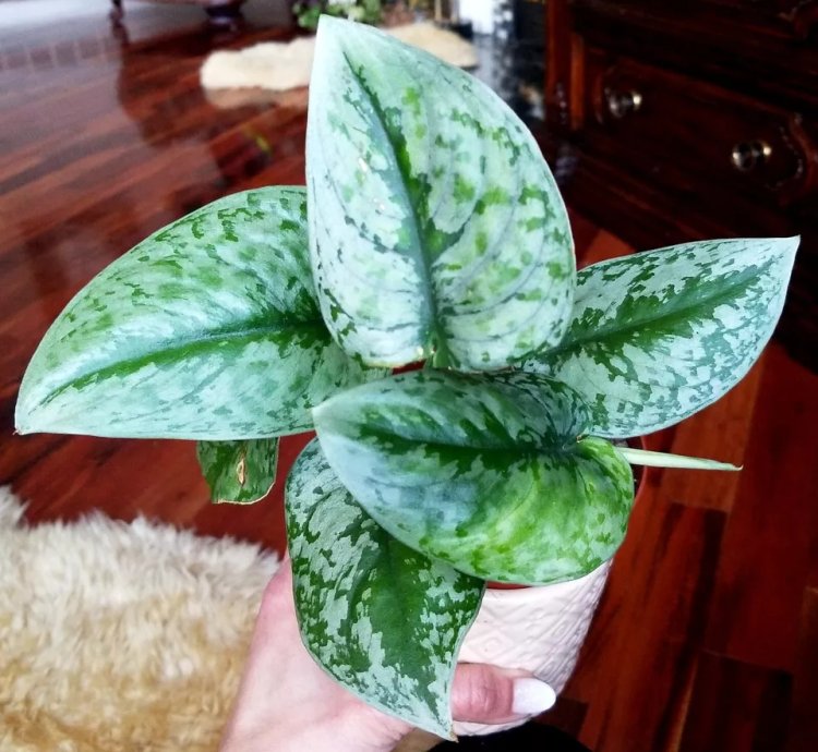Scindapsus Silver Cloud 10 Tall no Monstera Aroid Philodendron Anthurium