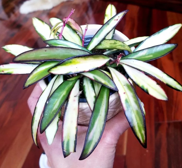 Variegated Hoya Kentiana Quadricolor  Monstera Syngonium Philodendron