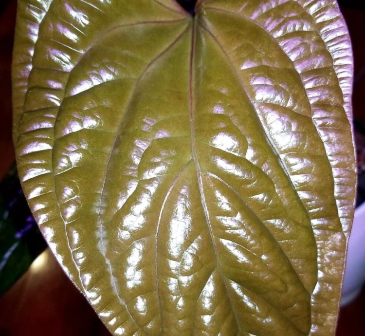 Anthurium Radicans x Luxurians 24 tall Aroid Not Philodendron Monstera