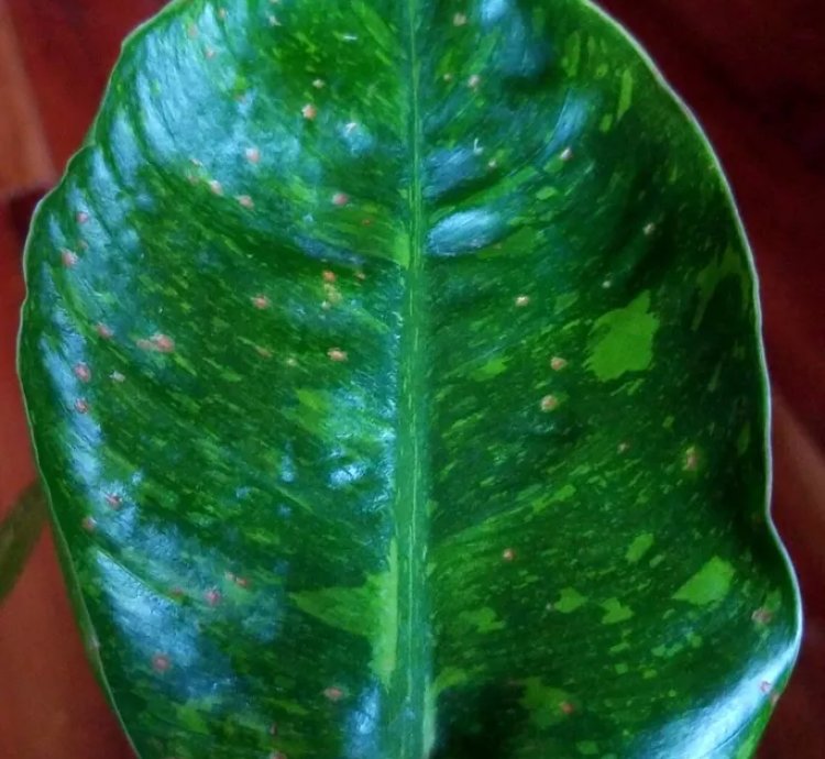 Variegated Philodendron Congo Nuclear 18 Wide no Monstera Anthurium