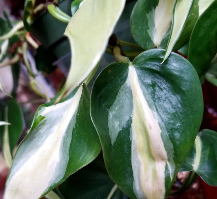 Philodendron Hederaceum Rio 15 Long not Monstera Anthurium Aroid Syngonium