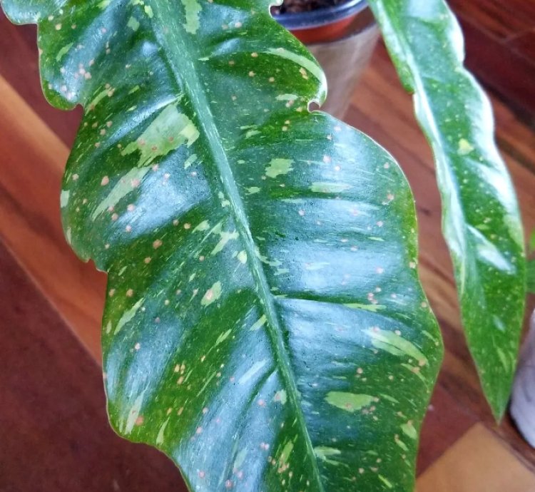 Philodendron Ring Of Fire 20 Tall 25 Wide Not Monstera Anthurium