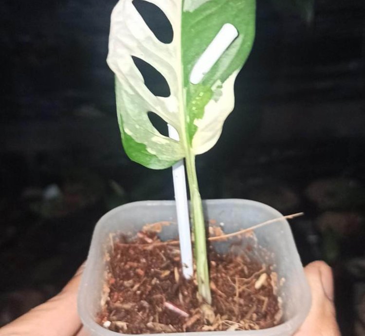 Monstera Adansonii Variegated