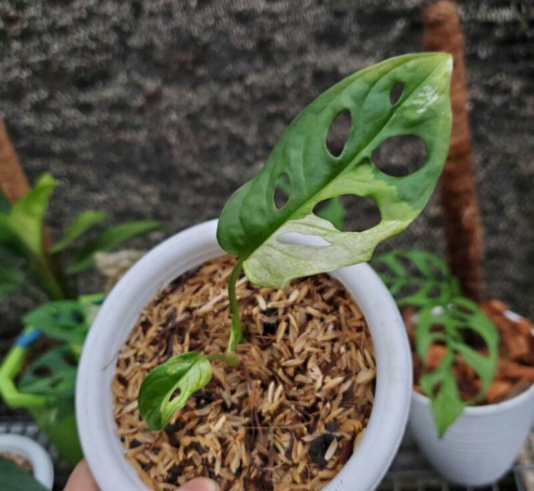 Monstera Adansonii Variegated