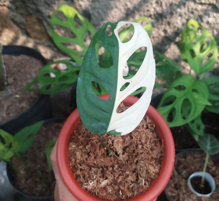 Monstera Adansonii Variegated