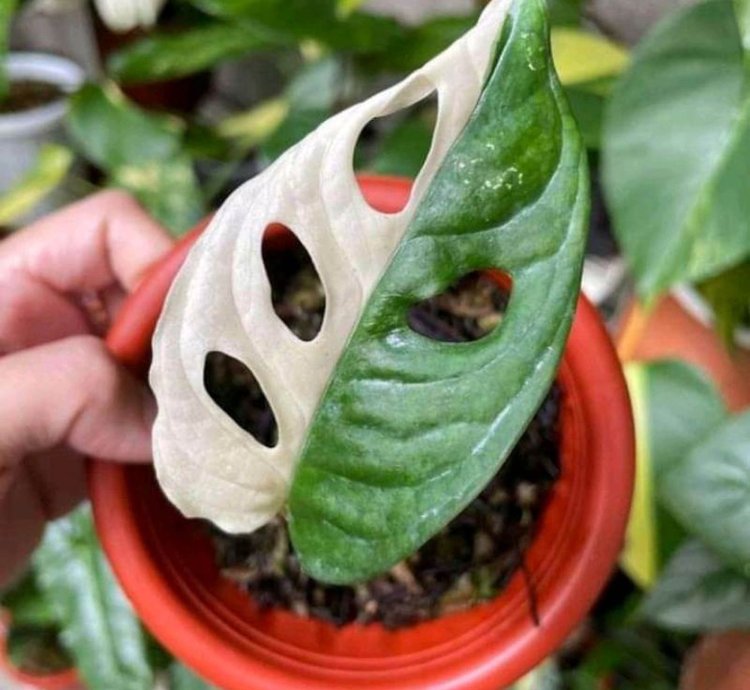 Monstera Adansonii Variegated