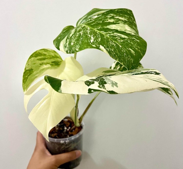 monstera albo plant