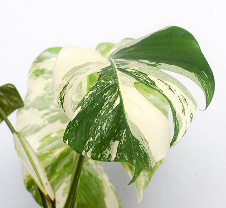 monstera albo plant