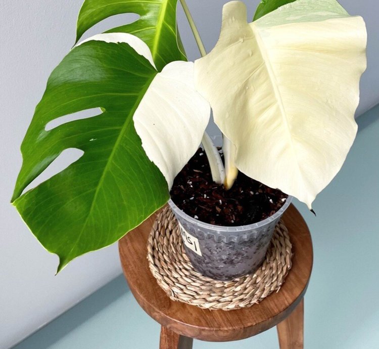monstera albo plant