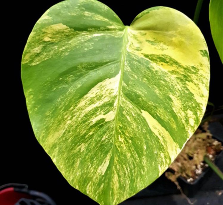 Monstera marmorata plant