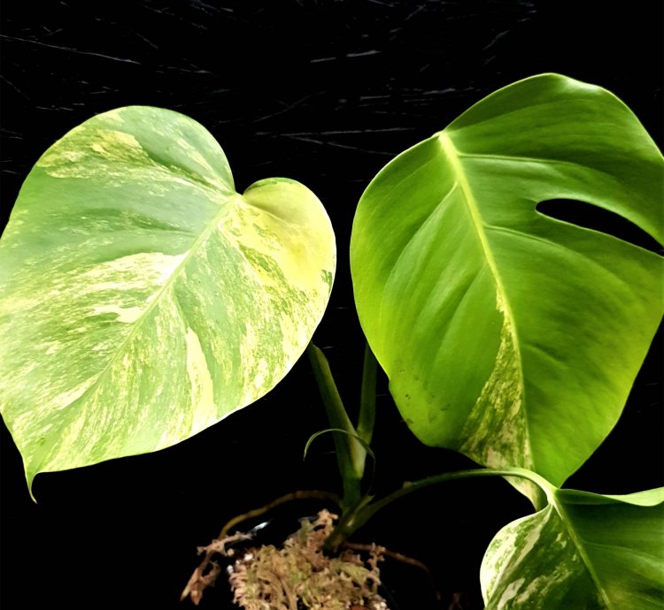 Monstera marmorata plant