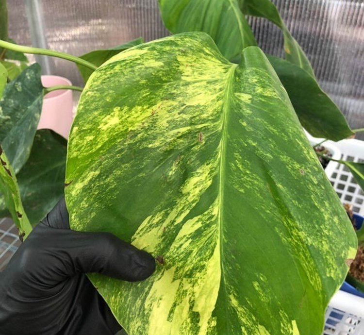 Monstera marmorata plant