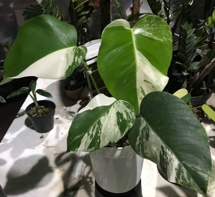 Monstera White Tiger Variegated