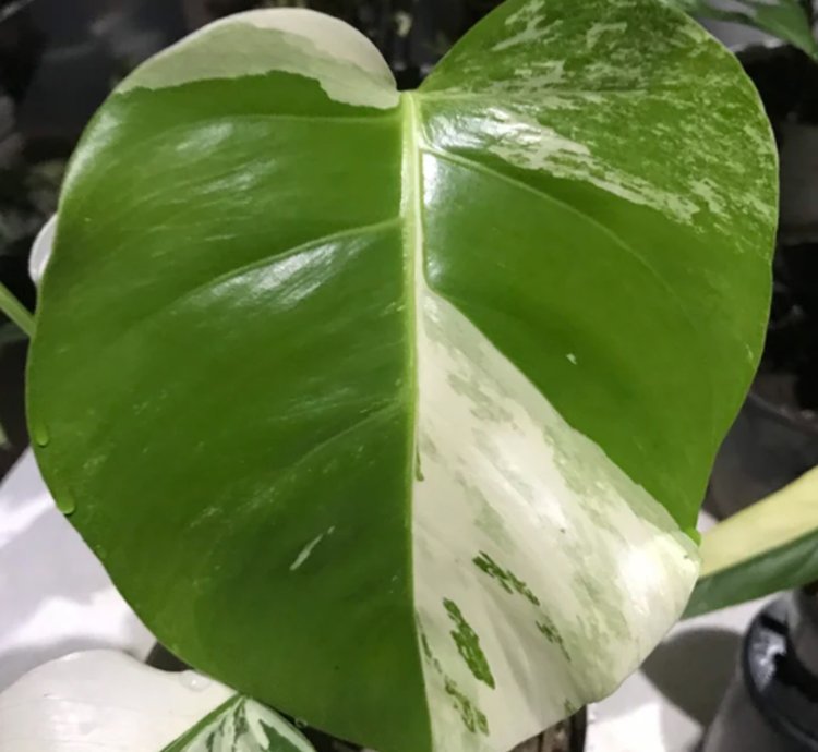 Monstera White Tiger Variegated