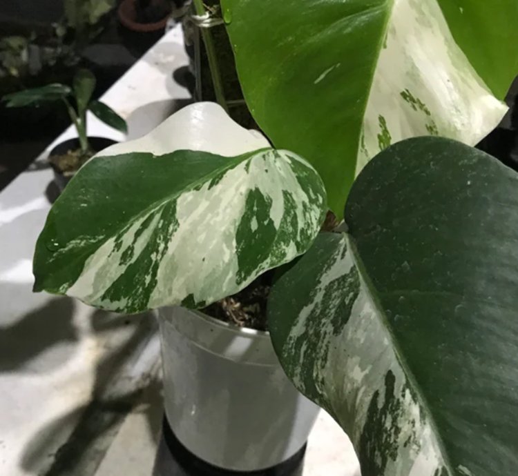 Monstera White Tiger Variegated