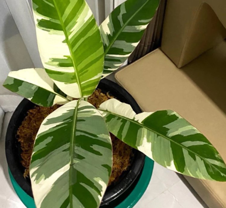 Musa aeae Banana Florida Variegated