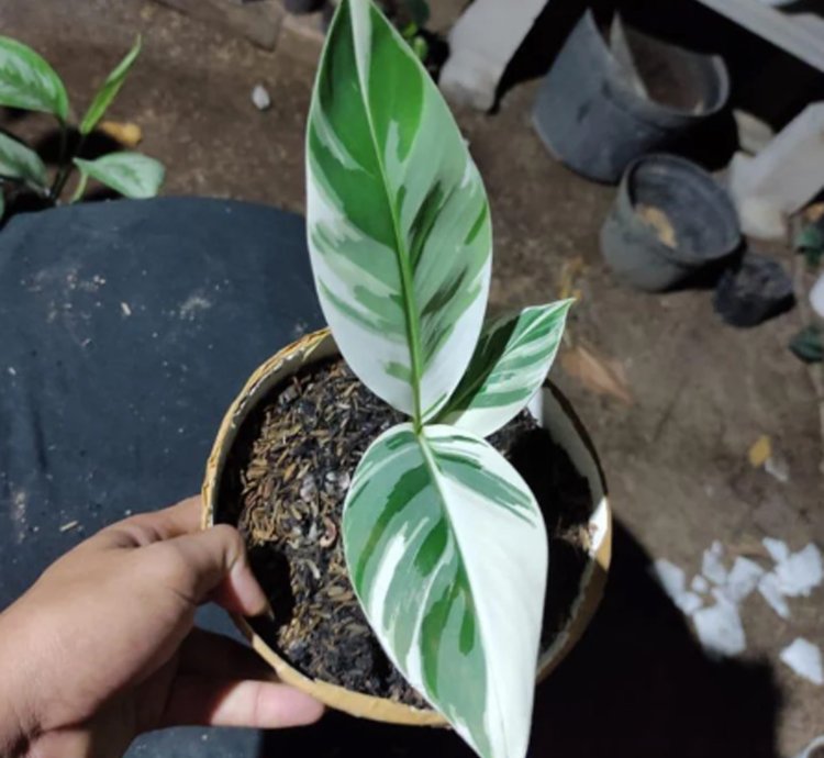 Musa aeae Banana Florida Variegated
