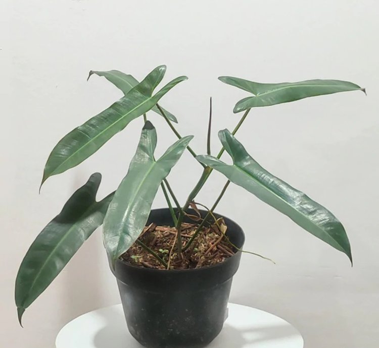 Philodendron Atabapoense Medium Size