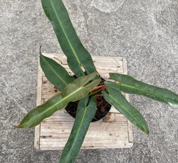 Philodendron Atabapoense Medium Size