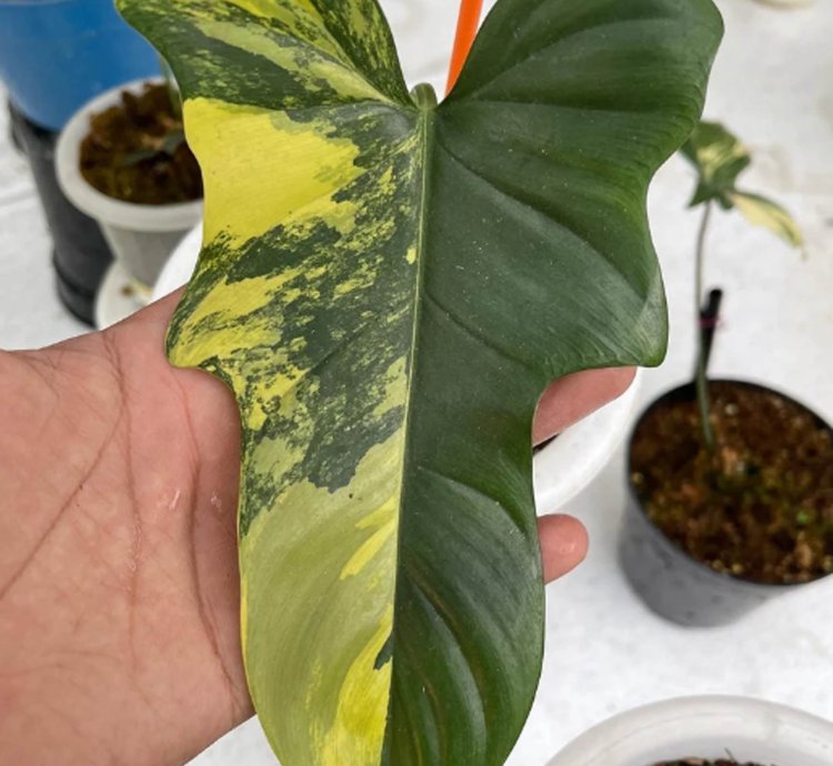 Philodendron Bipennifolium Variegated