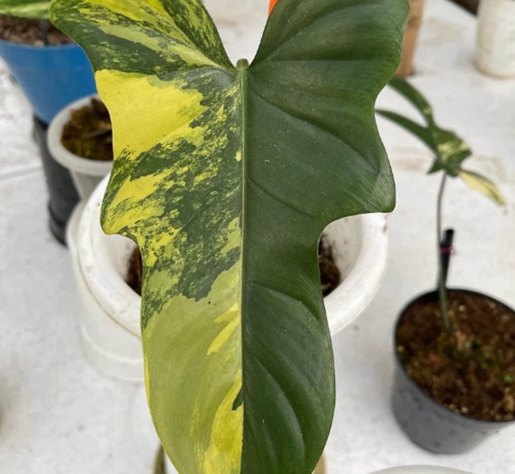 Philodendron Bipennifolium Variegated