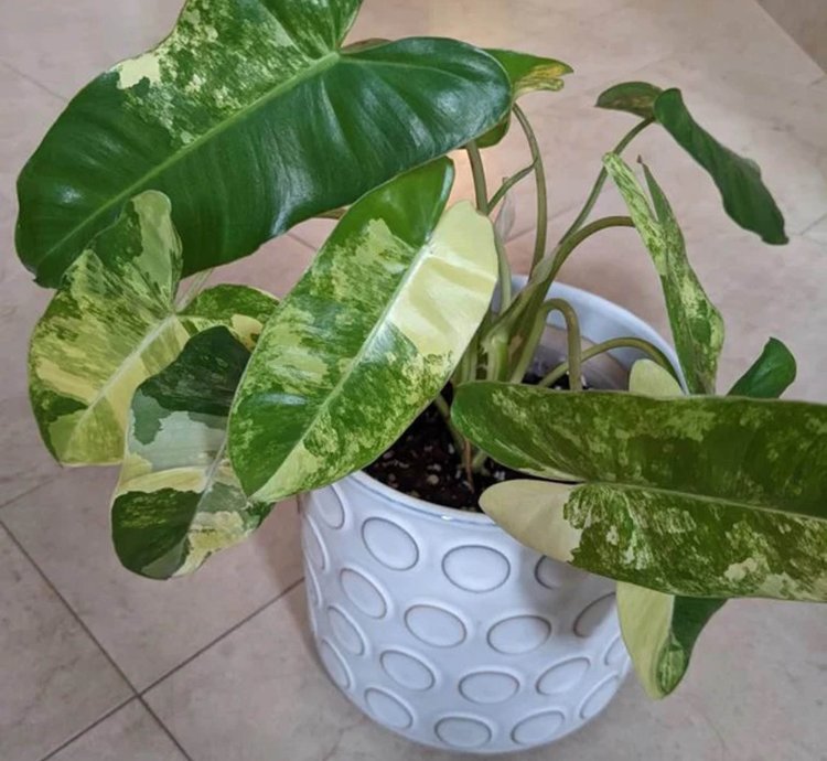 Philodendron Burlemarx Variegated