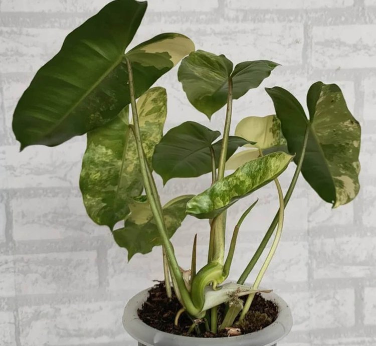 Philodendron Burlemarx Variegated