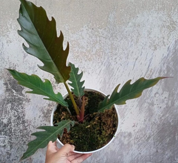 Philodendron Caramel