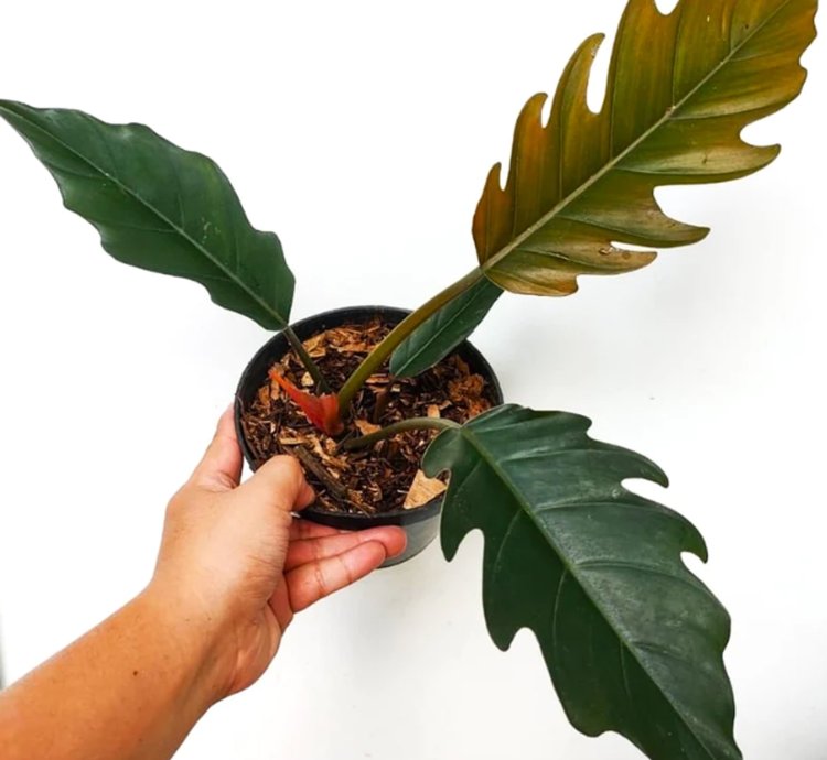 Philodendron Caramel