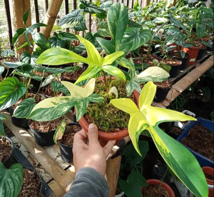 Philodendron Florida Beauty Variegated
