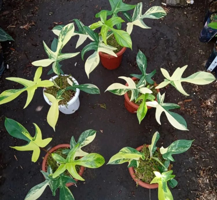 Philodendron Florida Beauty Variegated