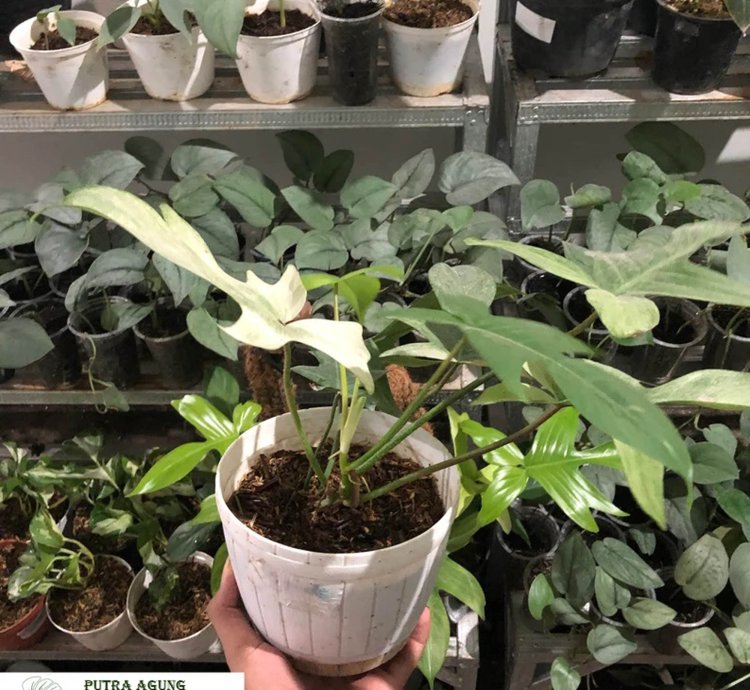 Philodendron Florida Ghost