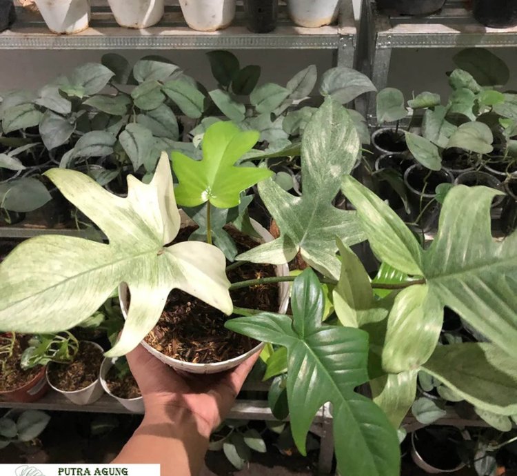 Philodendron Florida Ghost
