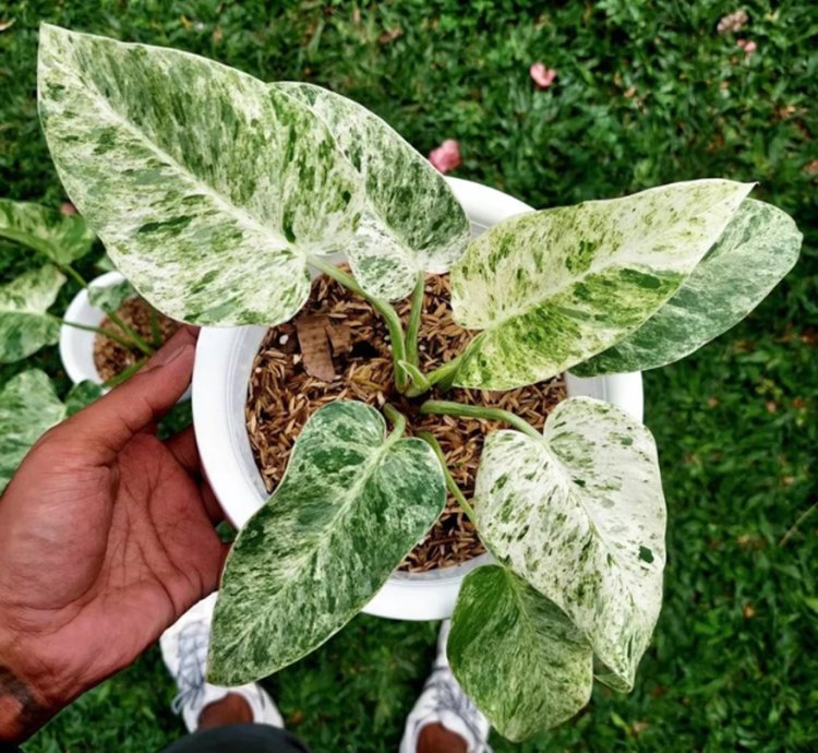 Philodendron Giganteum Variegated