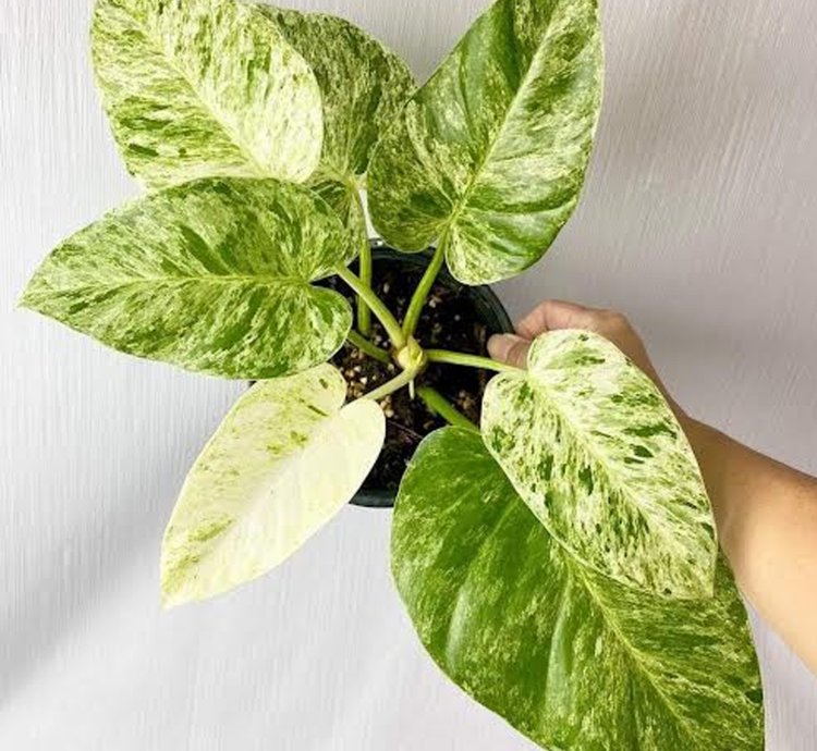 Philodendron Giganteum Variegated