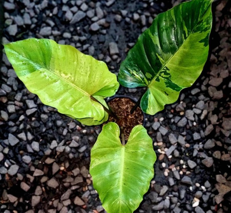Philodendron Jungle Fever