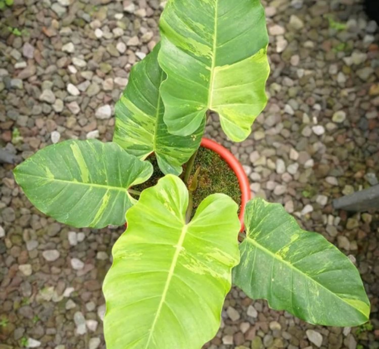 Philodendron Jungle Fever