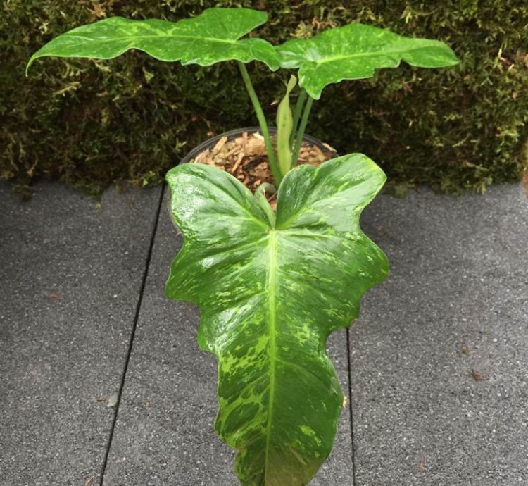 Philodendron Lime Fiddle Plant