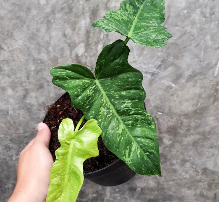 Philodendron Lime Fiddle Plant
