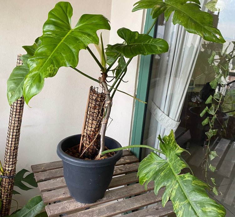 Philodendron Lime Fiddle Plant