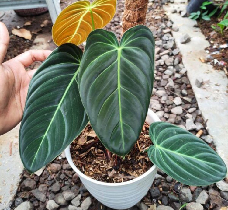 Philodendron Melanochrysum