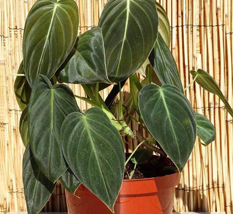 Philodendron Melanochrysum