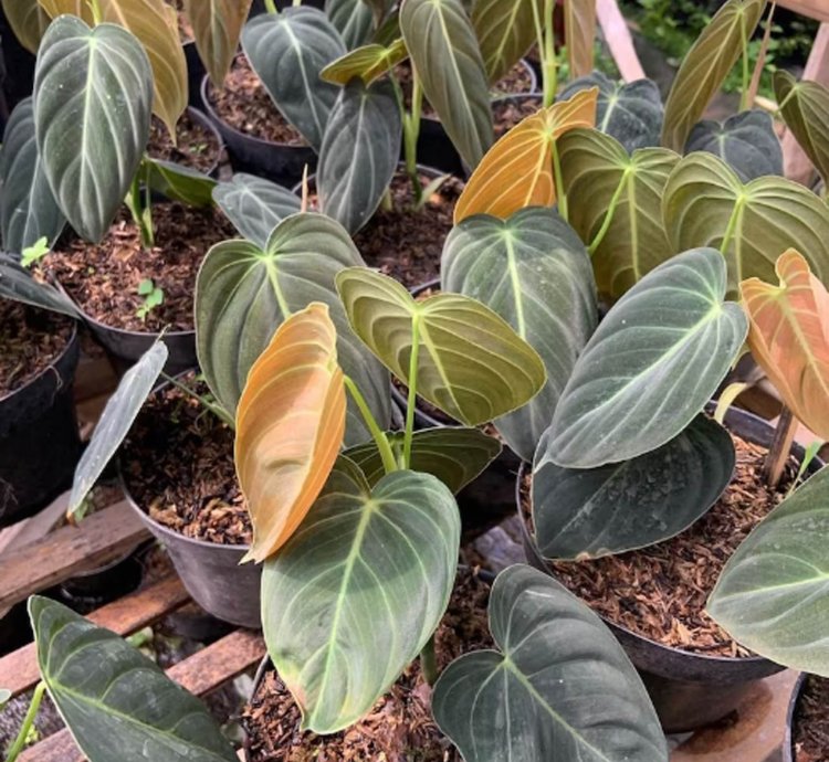Philodendron Melanochrysum