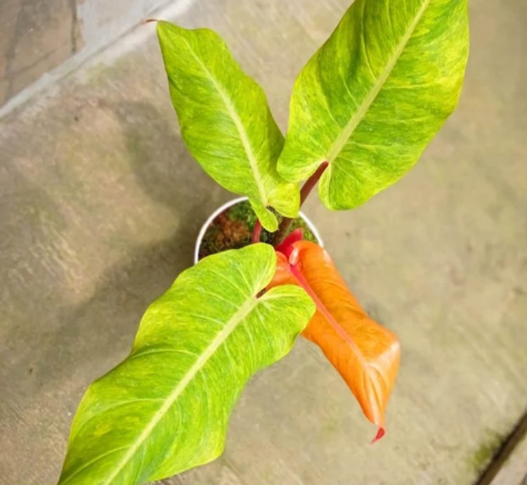 Philodendron Orange Marmalade plant