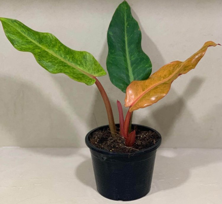 Philodendron Orange Marmalade plant